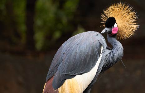 10 Days Bwindi Gorillas and the Wild in Queen Elizabeth and Lake. Mburo National Park