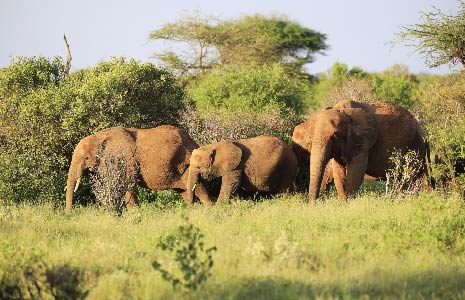 7 Days Bwindi, Queen Elizabeth, And Lake Mburo National Park
