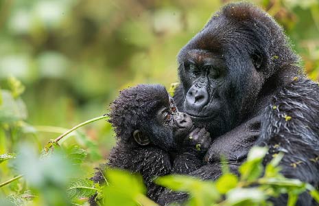 6 Days Bwindi Gorillas And Game In Lake Mburo to Uganda